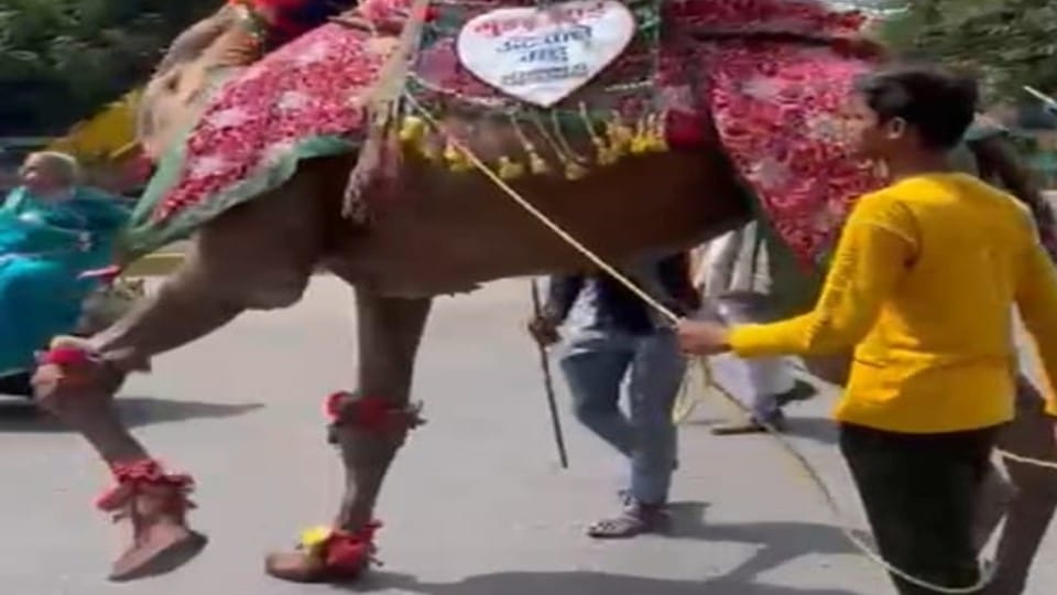 Indore: License will have to be taken to make mare, camel dance in marriage or other ceremony, if animals are tortured, FIR will be made