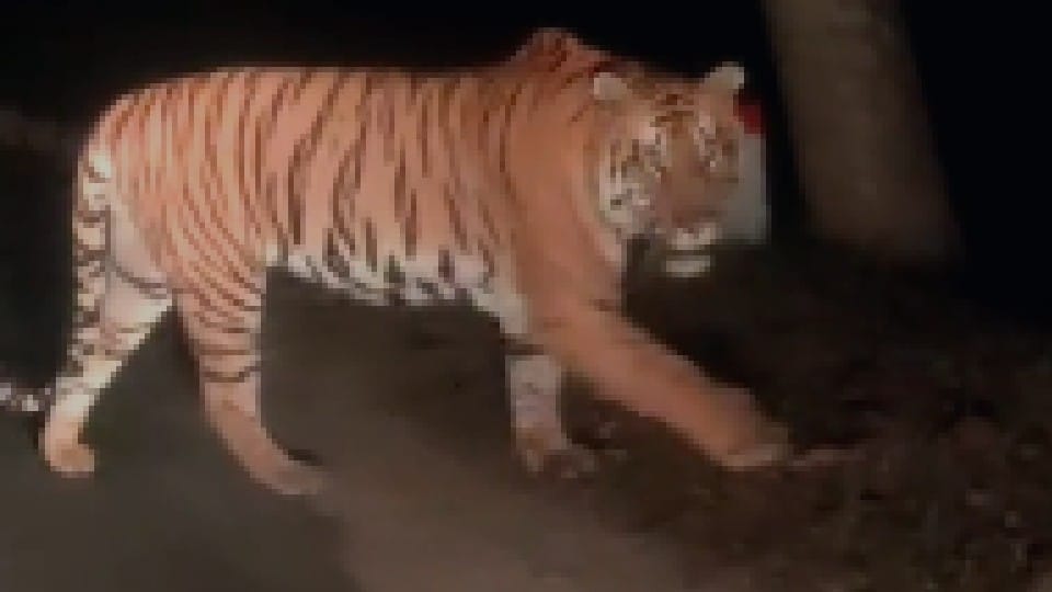 Chhatarpur: Tiger came out on the road, people made video, forest department gathered in search