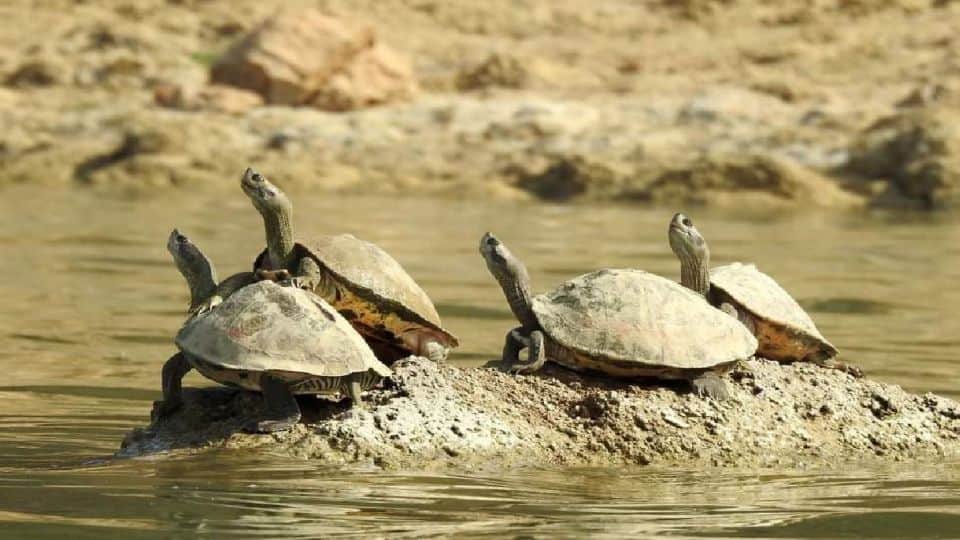 World Turtle Day Number of batagur turtles increased in Chambal river