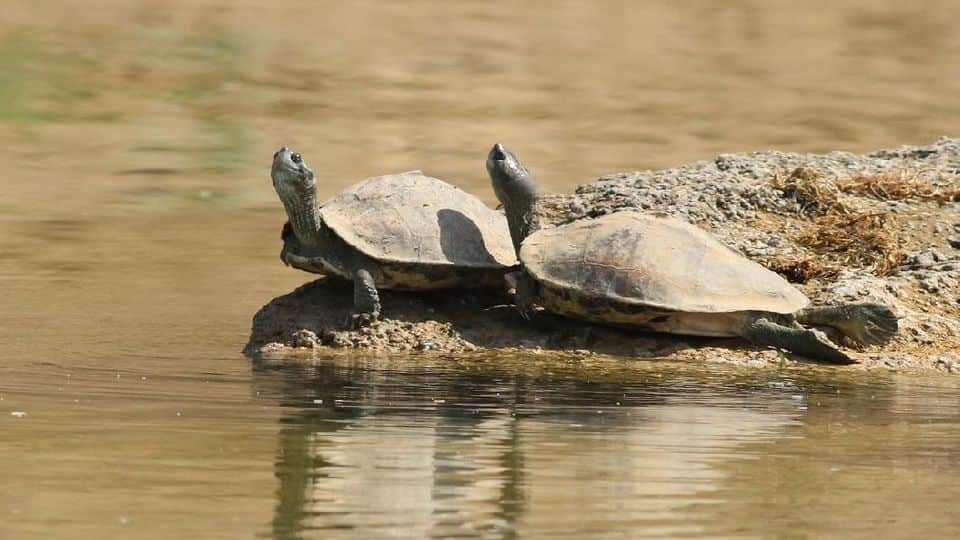 World Turtle Day Number of batagur turtles increased in Chambal river