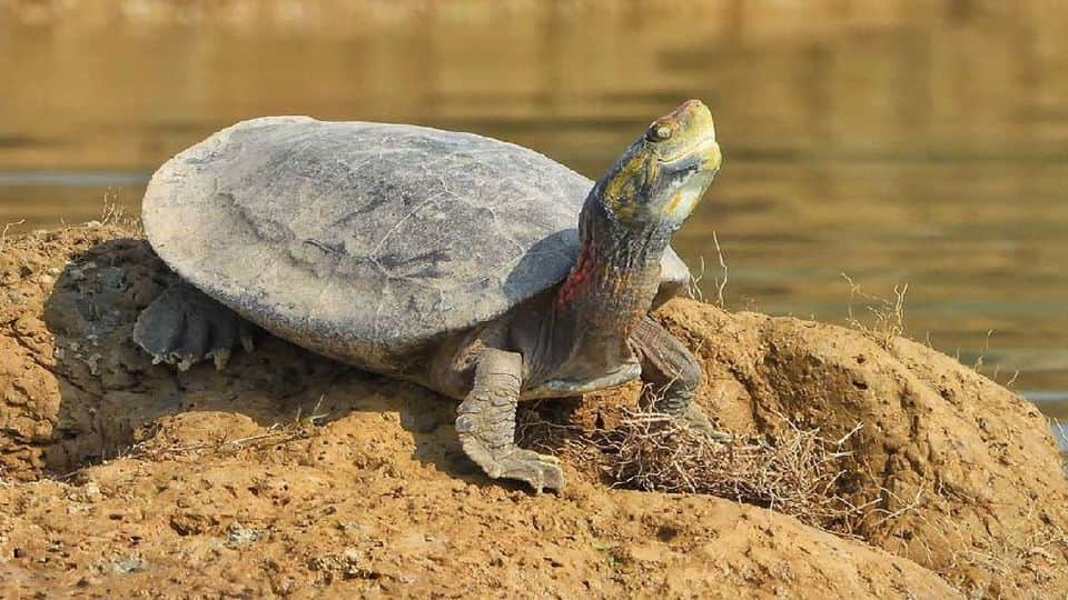 World Turtle Day Number of batagur turtles increased in Chambal river