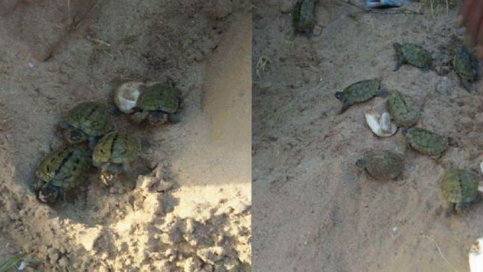 World Turtle Day Number of batagur turtles increased in Chambal river