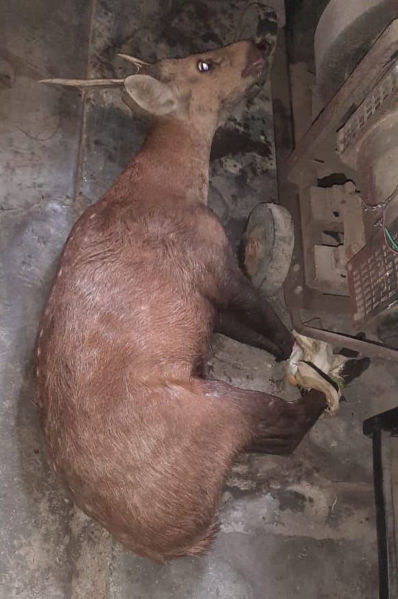 Injured deer entered the house of former MP wandering from the forest