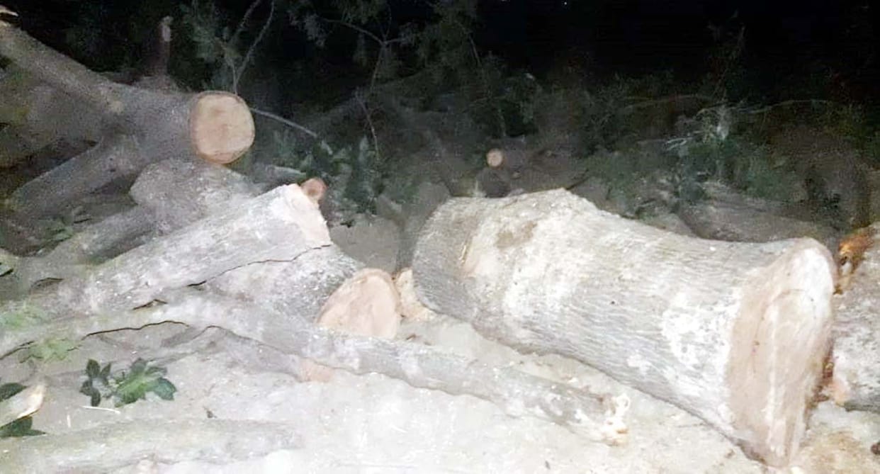 Secretly cut down Eucalyptus and Semal trees