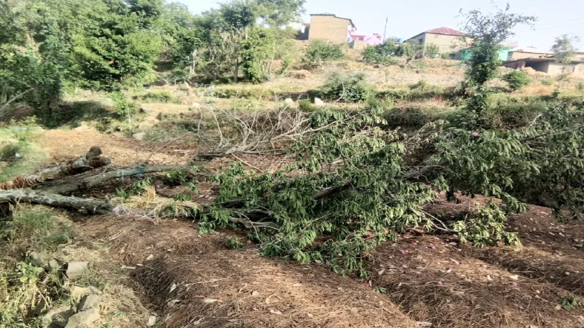 Weather Himachal: Snowfall in Churdhar in May after 60 years, warning of rain-hailstorm and storm in many parts of state