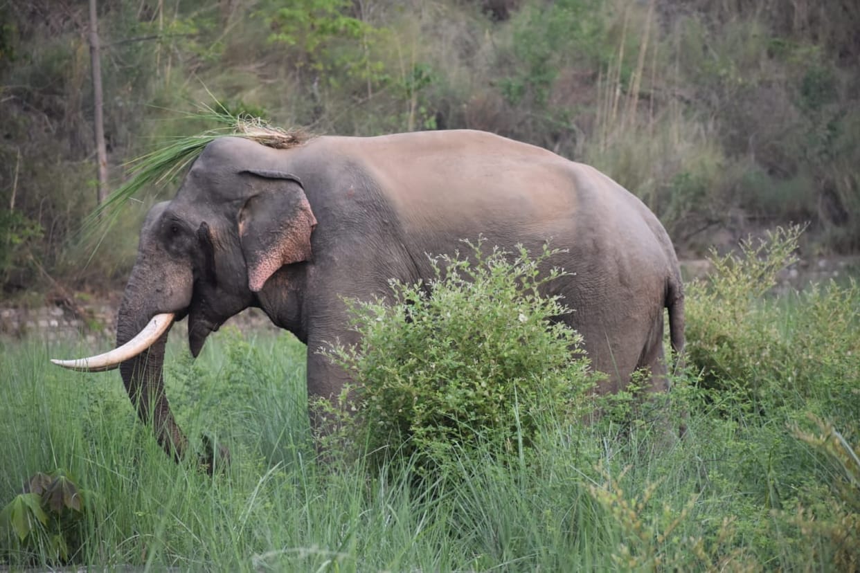 Elephants and tigers active in Kalagarh active in Kalagarh
