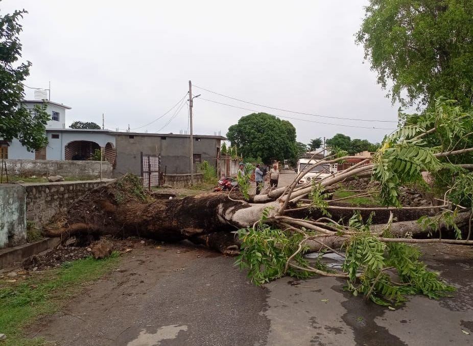 Tree fell on the house in Laldhang Marg and Kumbhichaud