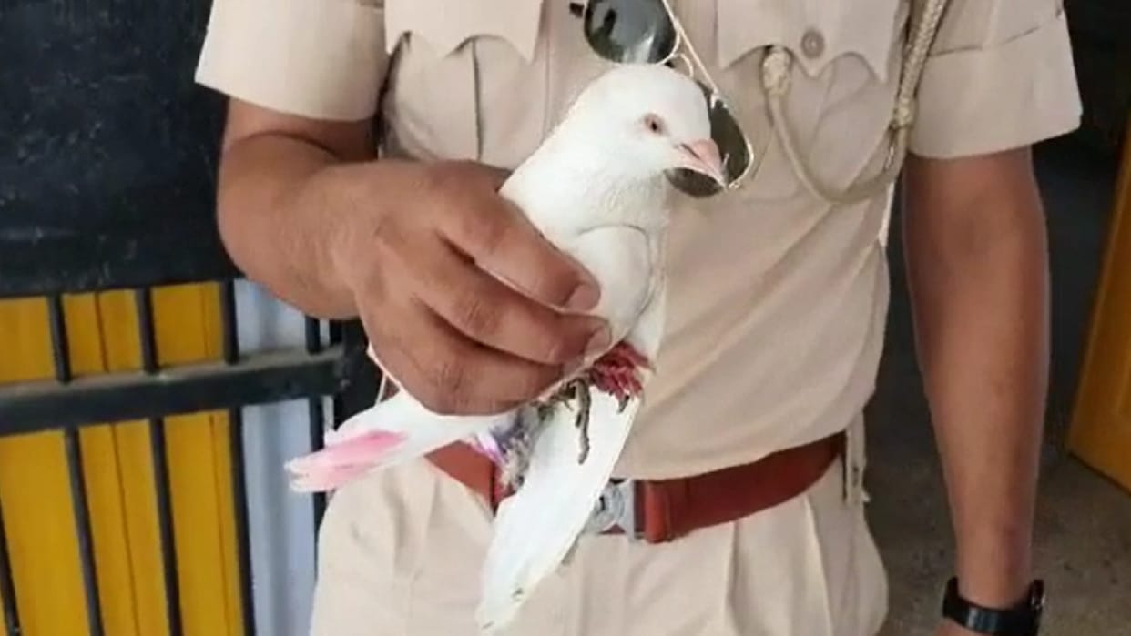 suspicious white pigeon found near Pakistan border Bikaner