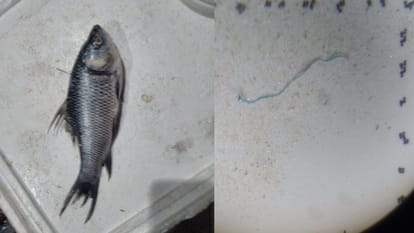 Microplastics found in fish of Uttarkhand Alaknanda river, HNB Central Garhwal University Research