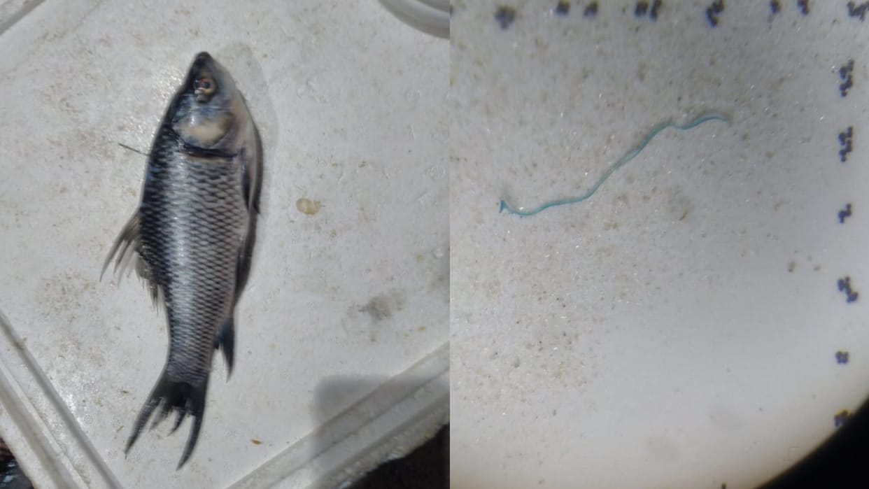 Microplastics found in fish of Uttarkhand Alaknanda river, HNB Central Garhwal University Research