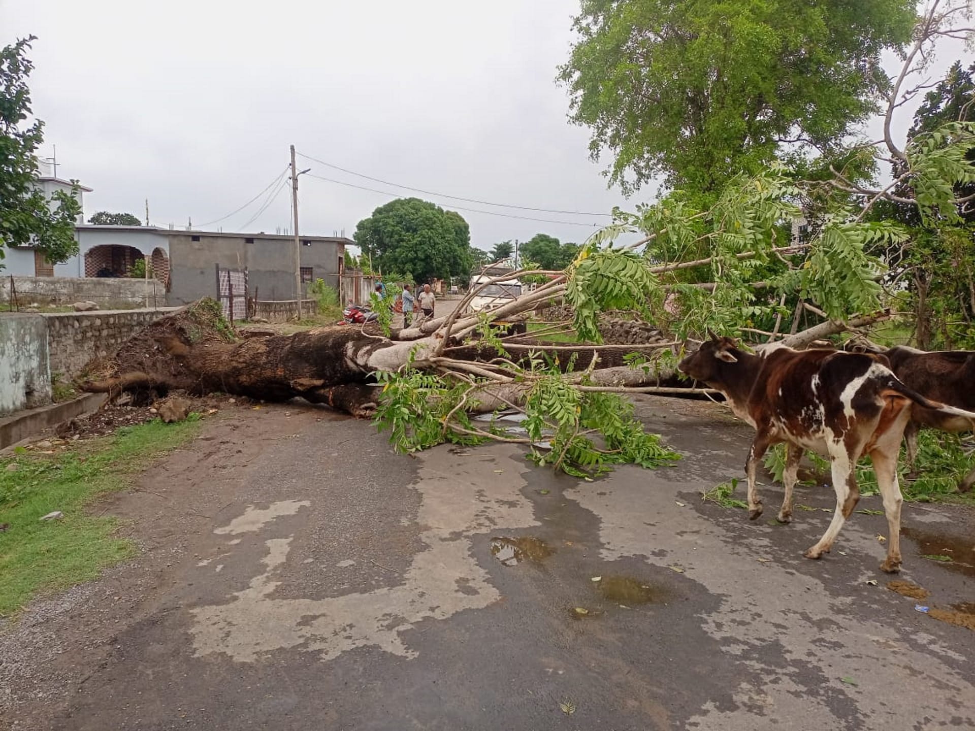 Weather update, Rain and storm in Uttarakhand increased the difficulty, one died due to being buried under a tree, See Photos