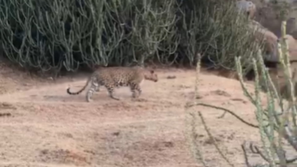 Leopard movement in Nag hill area Ajmer