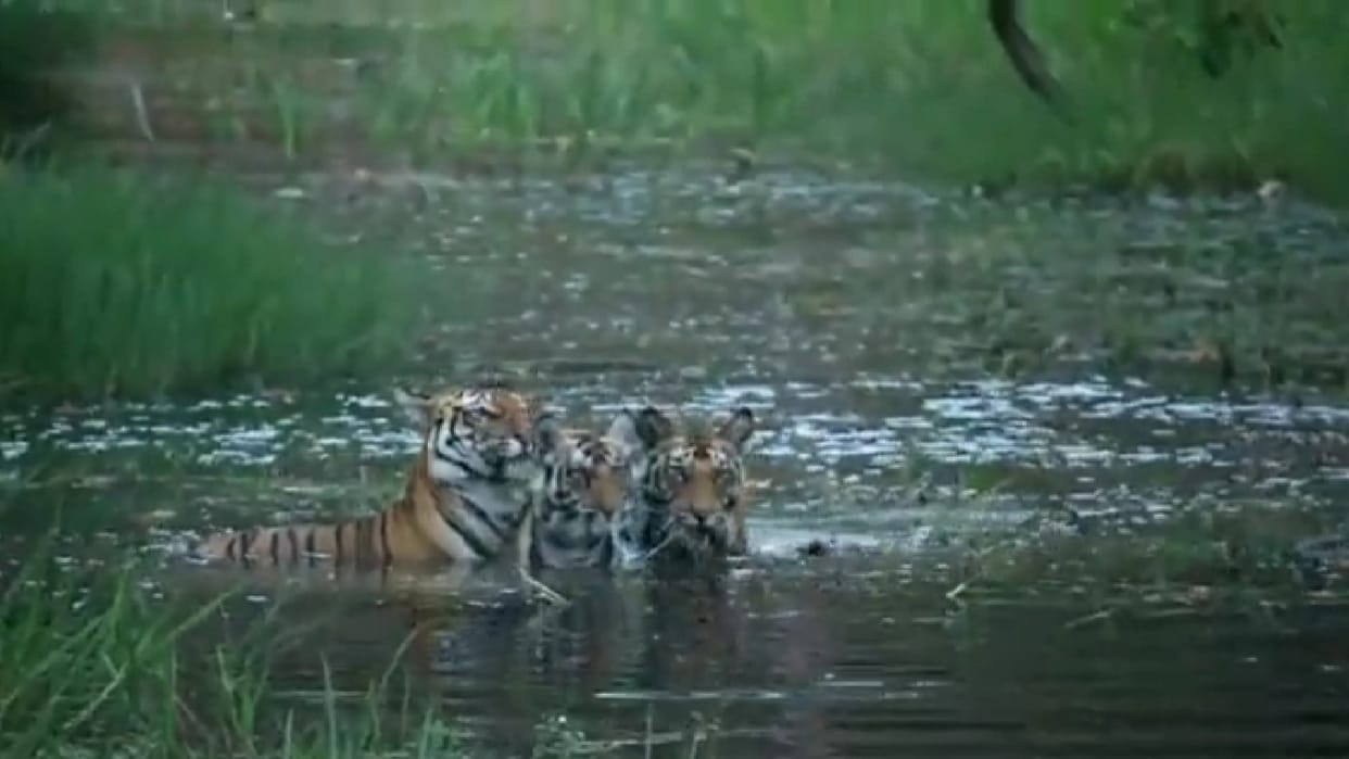 MP News: Arrival of little guests in Pench, three tigers seen doing water sports in Bandhavgarh, see viral video