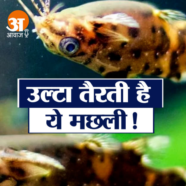 CATFISH SWIMS UPSIDE DOWN IN WATER