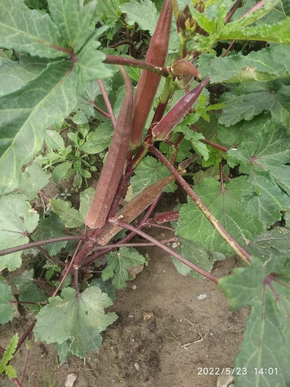 Red ladyfinger grows in Sharma ji's garden