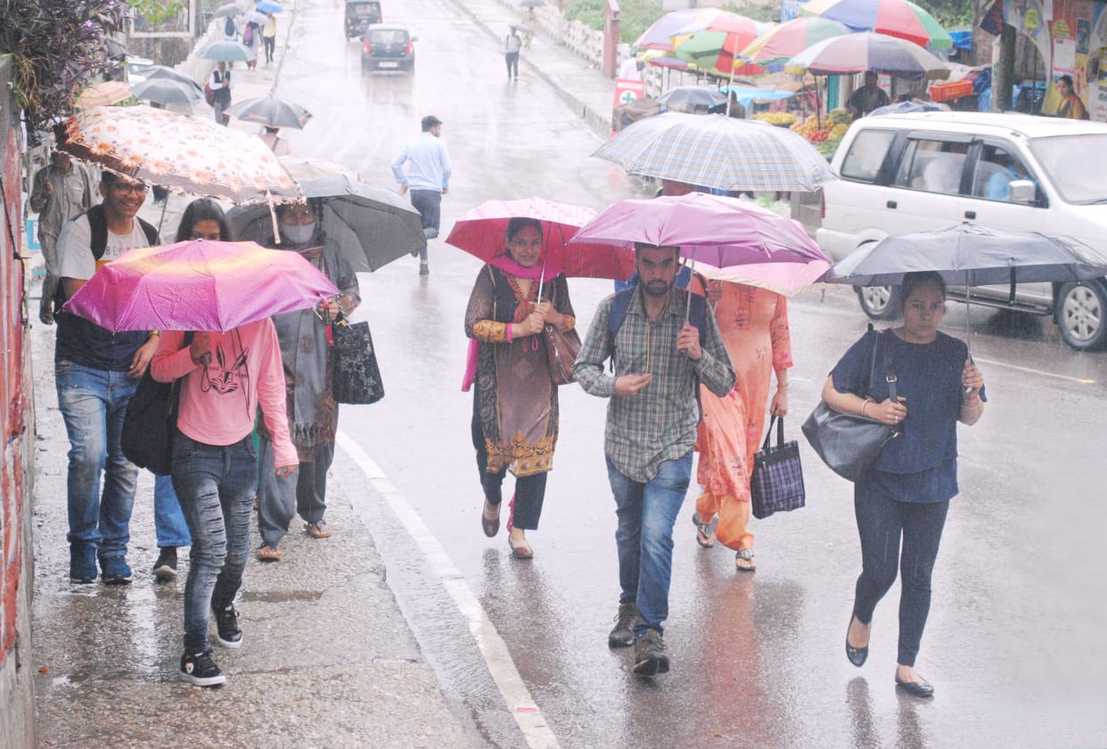 mandi news, himachal news, Cash crops got life from rain