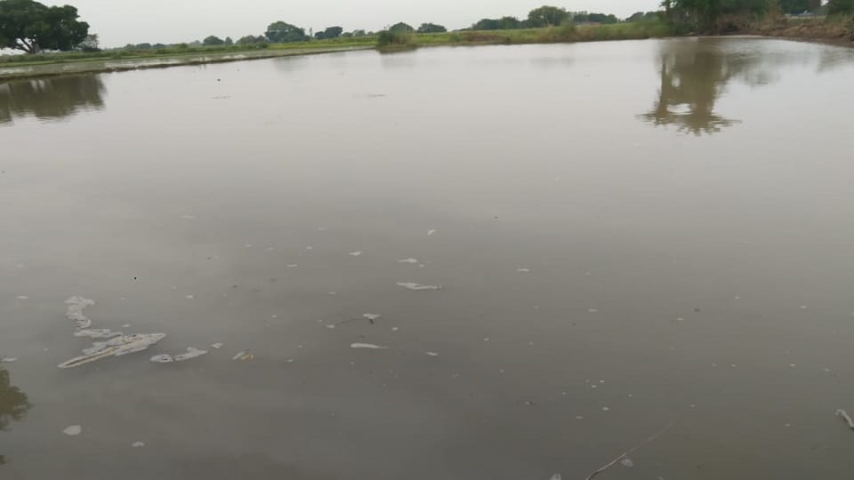 Hundreds of bigha crops submerged due to cutting of bambas ditch mainpuri news