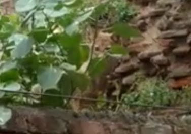 The wolf appeared in the ruins of the old tehsil