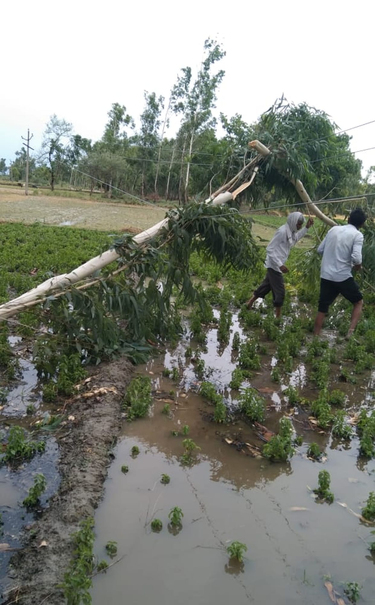 Poles fell due to thunderstorm, power failure