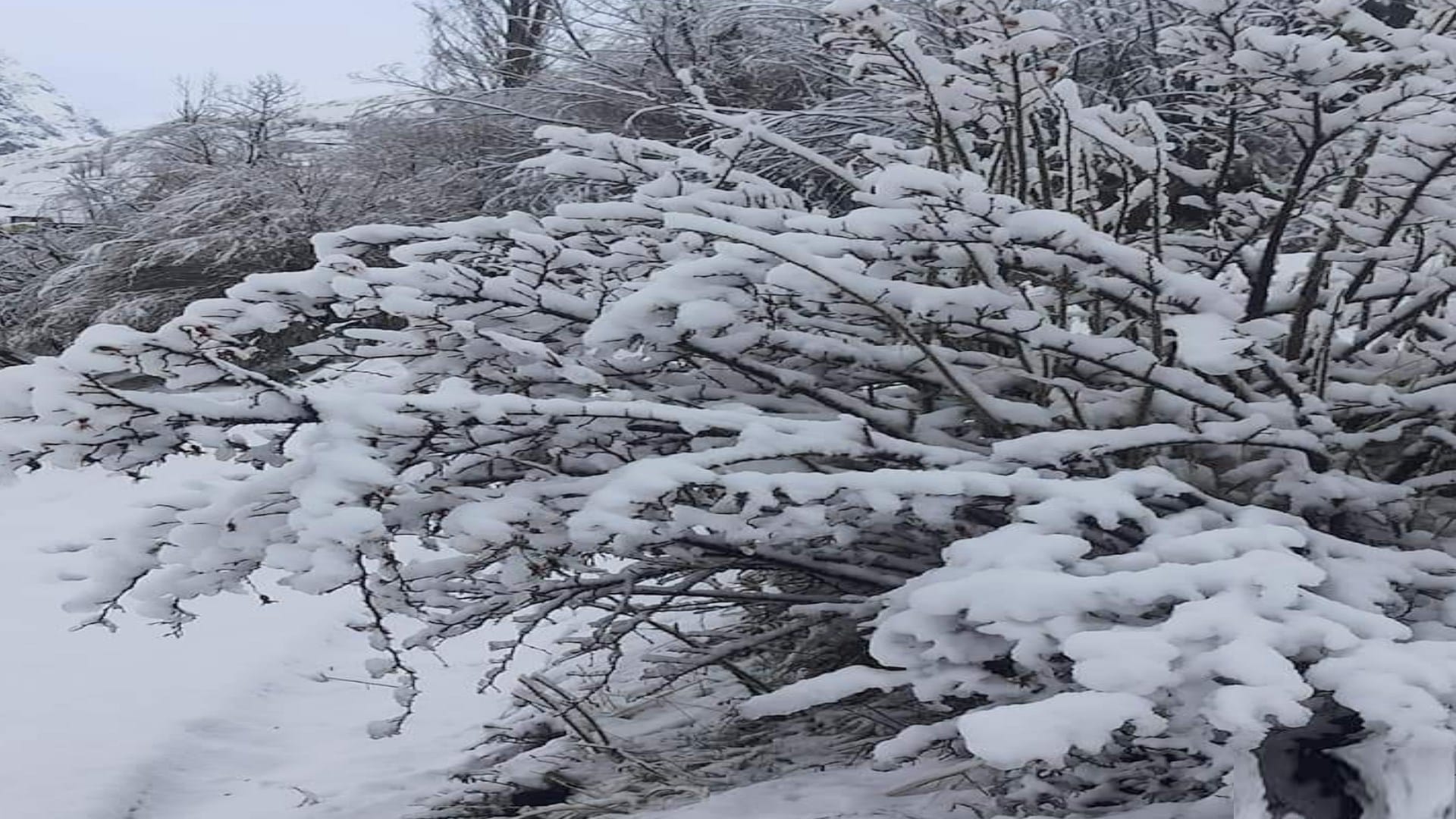 Weather Himachal update: By the end of May the residential areas of Lahaul were covered with snow, in other parts including Shimla, the cold returned