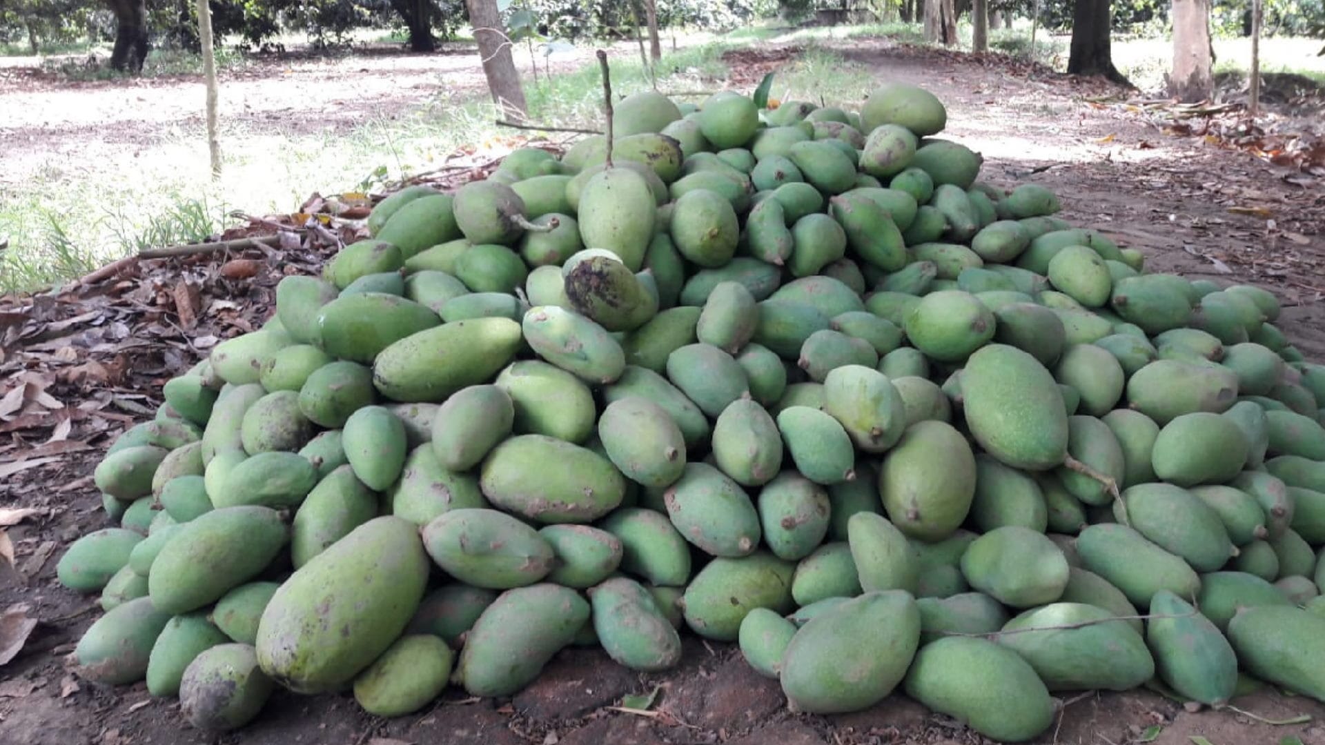 Weather: Destruction due to storm and rain, power supply of hundreds of village stalled, trees and pillars collapsed