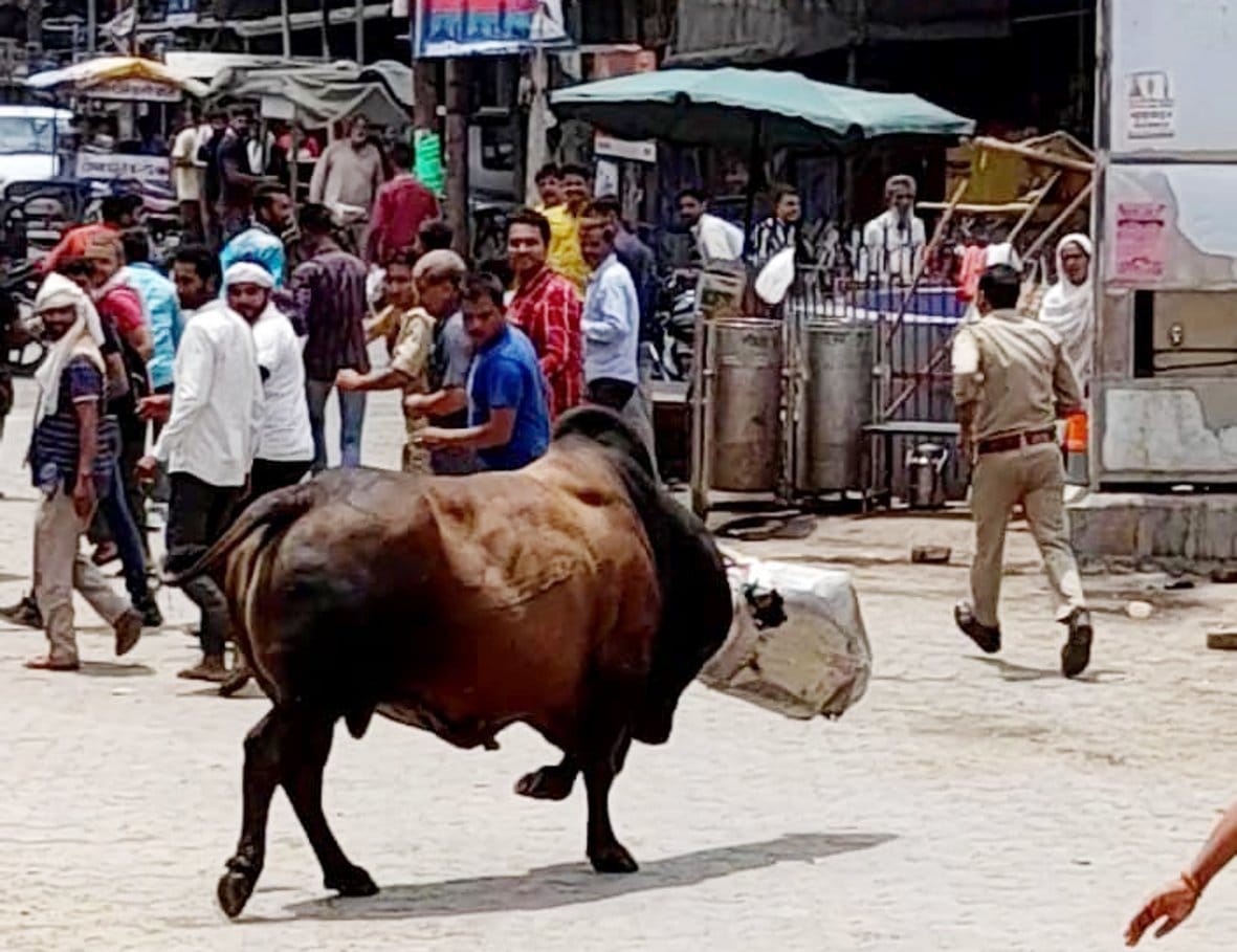 Cow's head trapped in the dustbin, created a ruckus