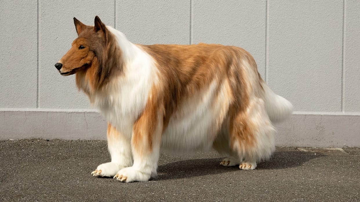 Japanese man spends over 15000 dollar to become a dog