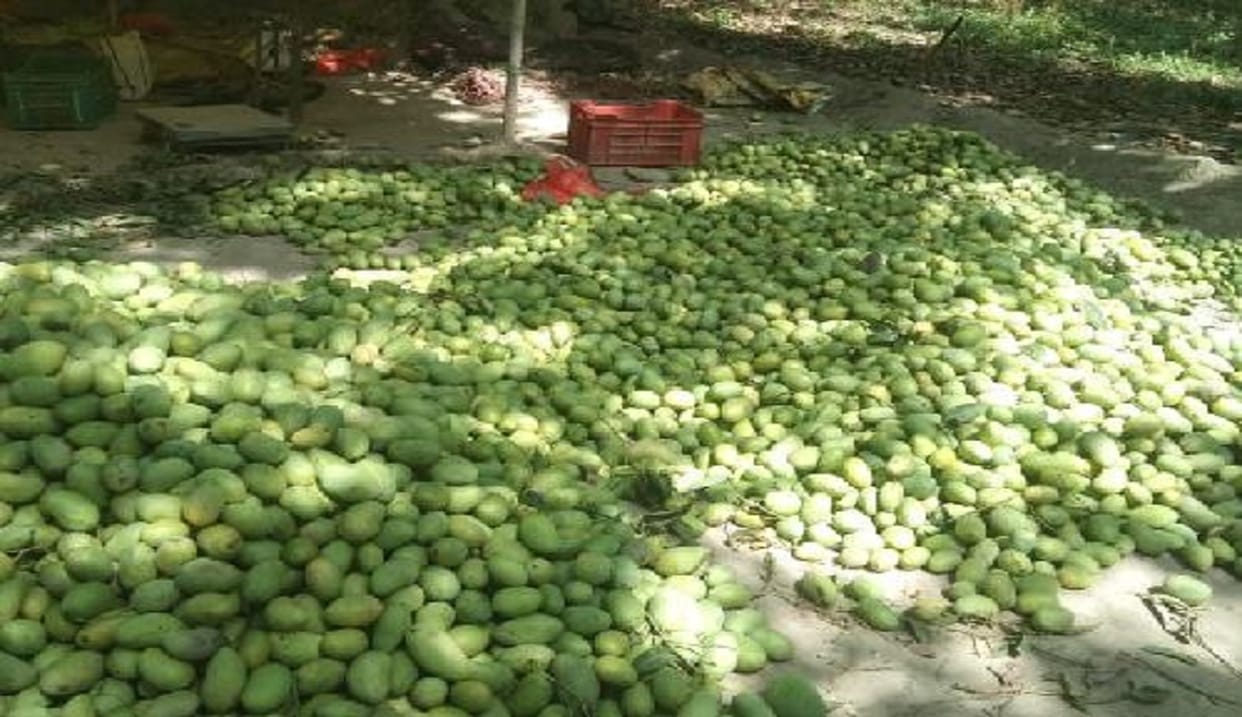 Vegetables and Fruits Price in varanasi mango became cheaper in market prices of green vegetables also came down