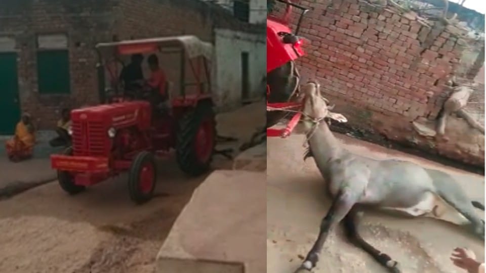 Datia News: beat Nilgai with sticks till death, dragged the dead body by tractor