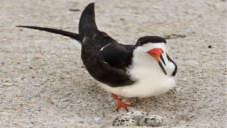 Chambal will be buzzing with rare birds next few months
