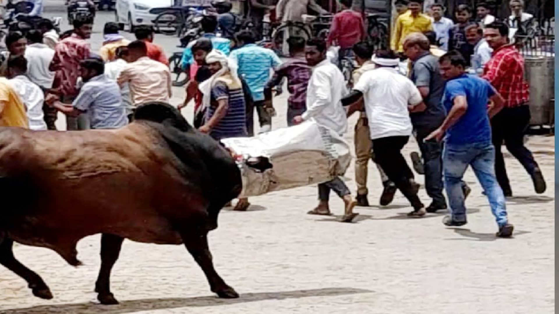PHOTOS:  bull head trapped in the dustbin in Baghpat district, created a ruckus for hours