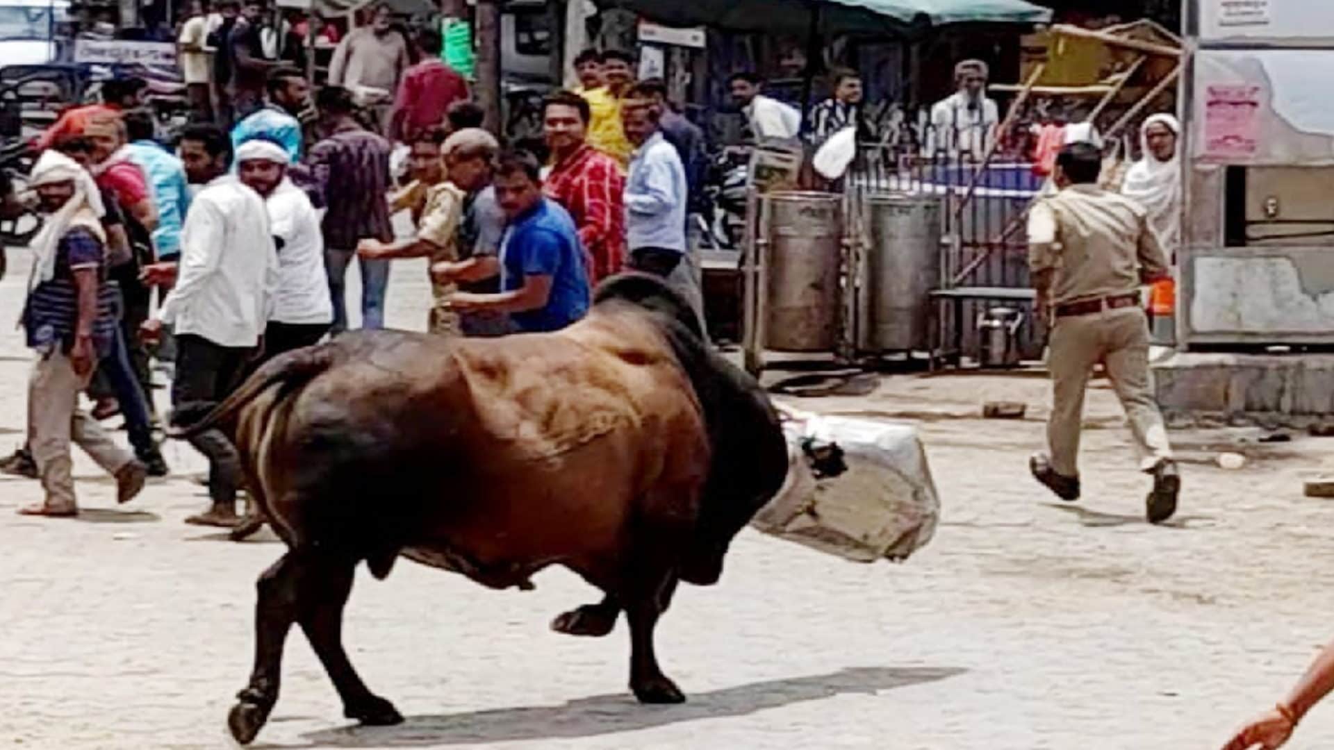 Stray animals Terror, killed a farmer in Muzaffarnagar, Bulls clashed on the highway in Baghpat