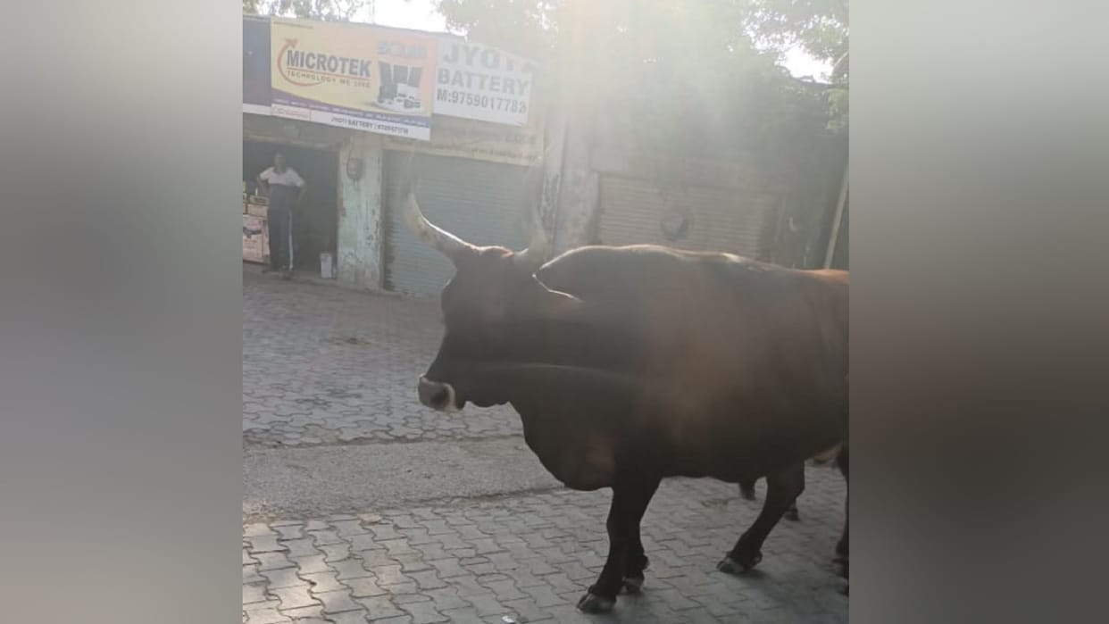 UP : Village head announced to give five thousand rupees to person who will catch cattle in Muzaffarnagar