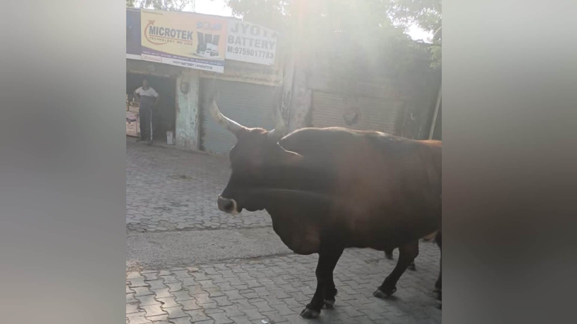 PHOTOS:  bull head trapped in the dustbin in Baghpat district, created a ruckus for hours