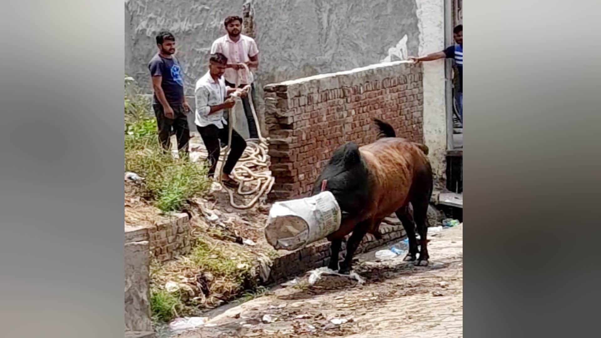 PHOTOS:  bull head trapped in the dustbin in Baghpat district, created a ruckus for hours