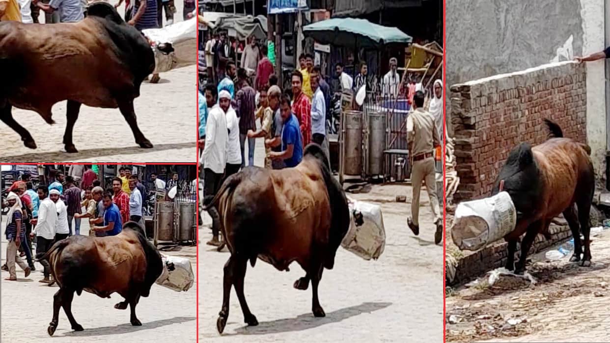 PHOTOS:  bull head trapped in the dustbin in Baghpat district, created a ruckus for hours