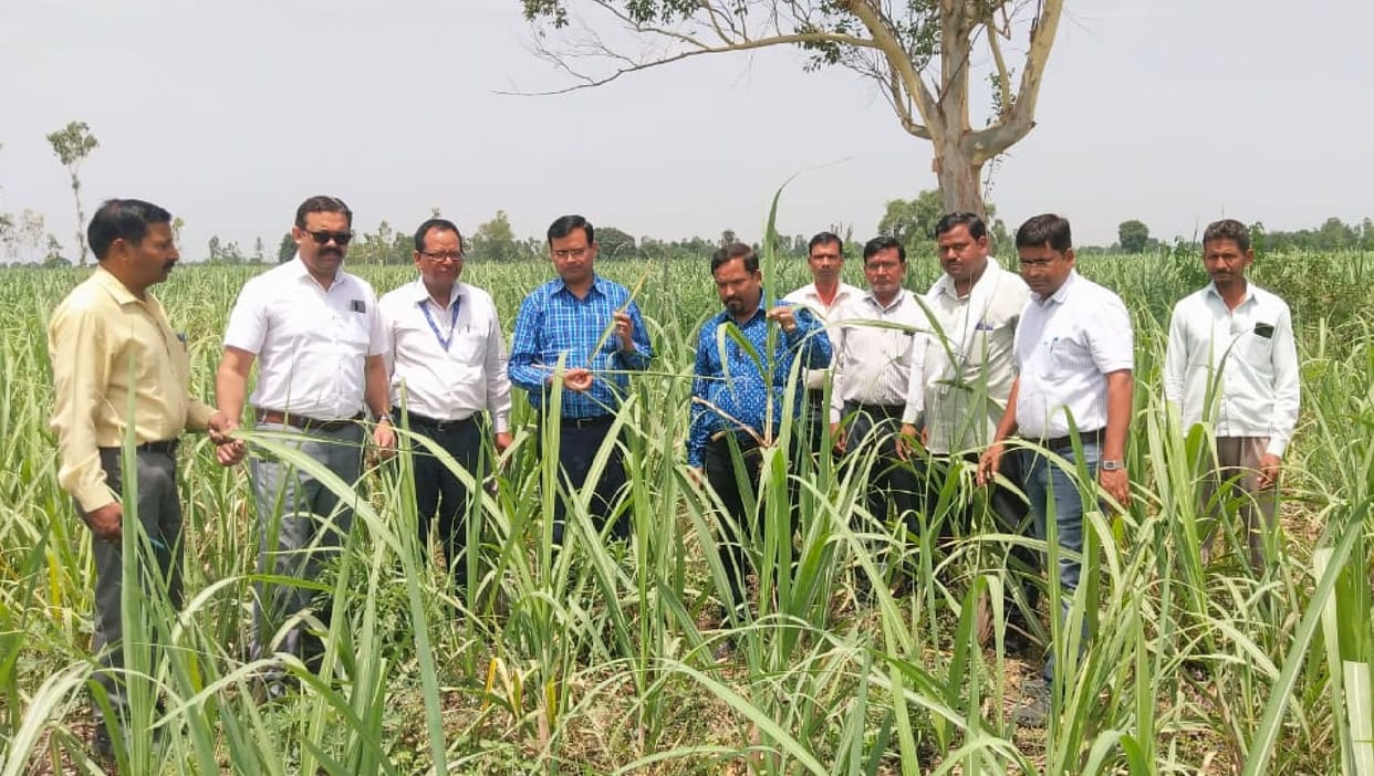 Survey done for sugarcane pest control