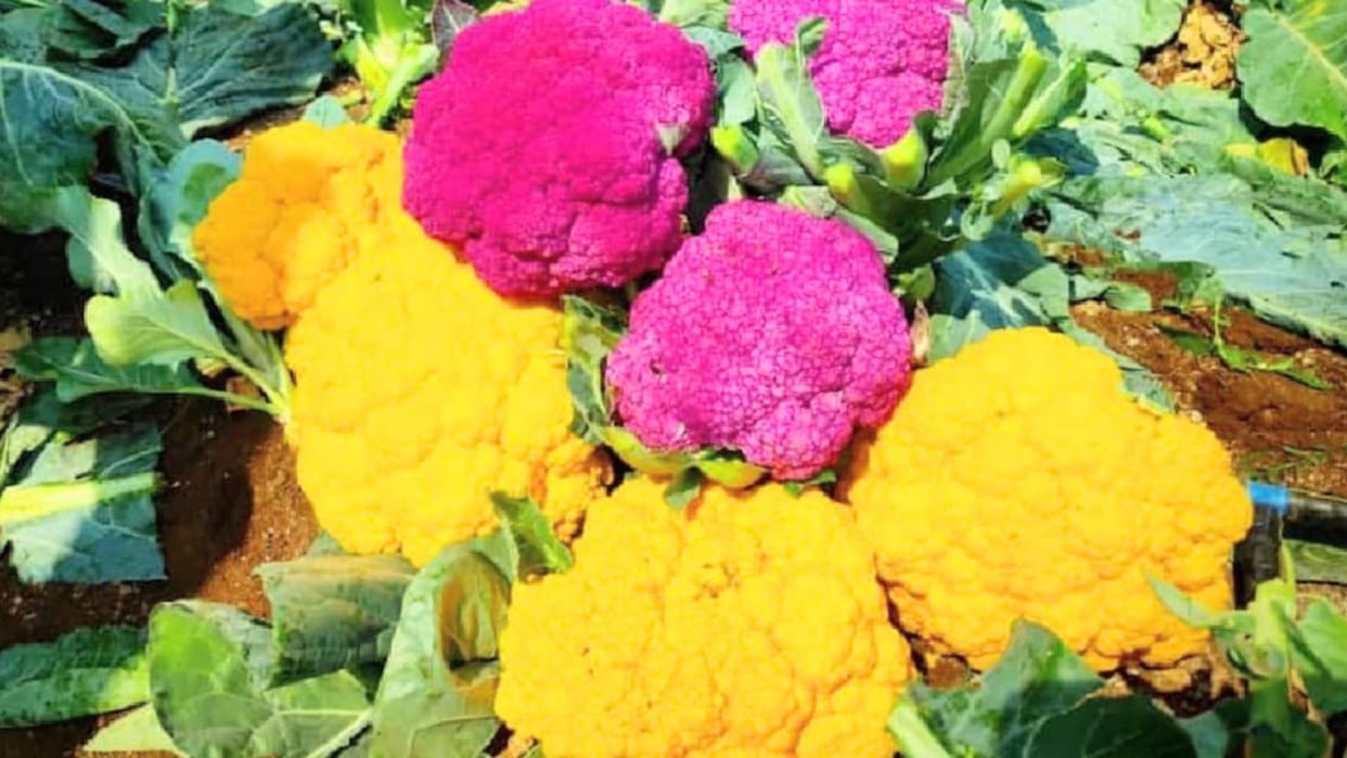Switzerland's yellow and purple cauliflower grown in mandi himachal, Know its benefits