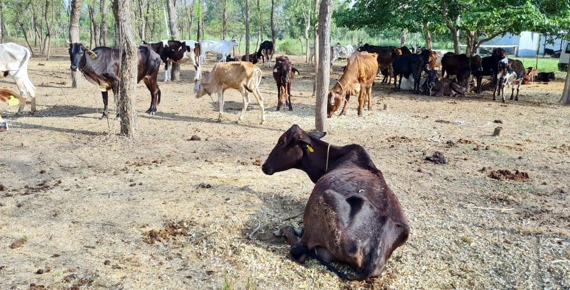 Animals dying in temporary cow shelter, are not being suppressed and thrown away