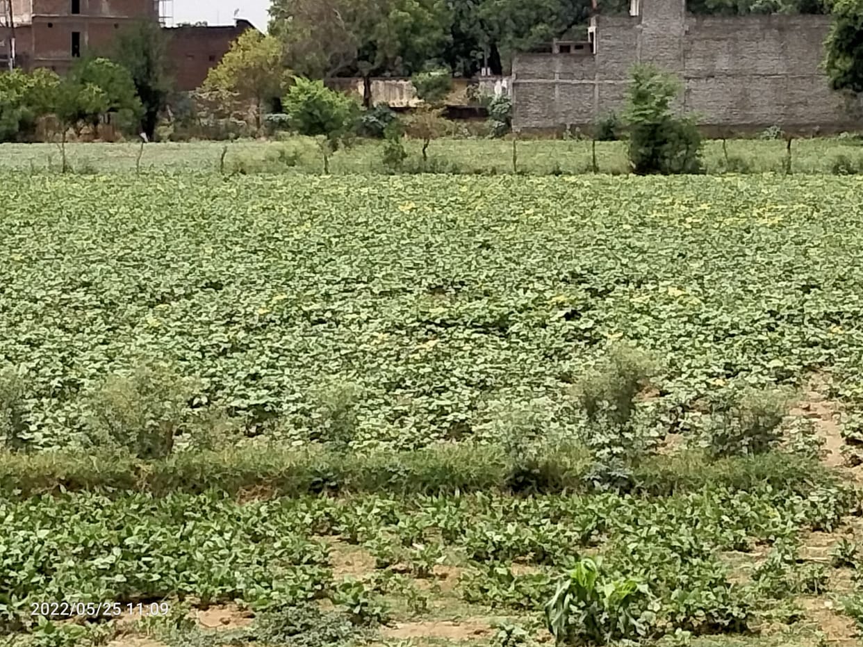 Kanpur Dehat : Due to rain, there was enough moisture in the fields for other crops including moong, urd, farmers happy