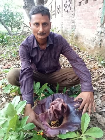 Zimikand flower blossomed in the field, became curious