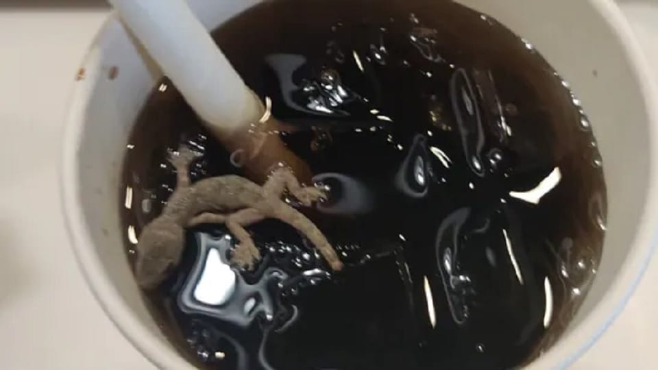 Lizard found in soft drink of well-known food chain, area manager laughing after hearing the complaint