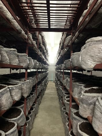 Mushroom production became the basis of Anurag's self-reliance
