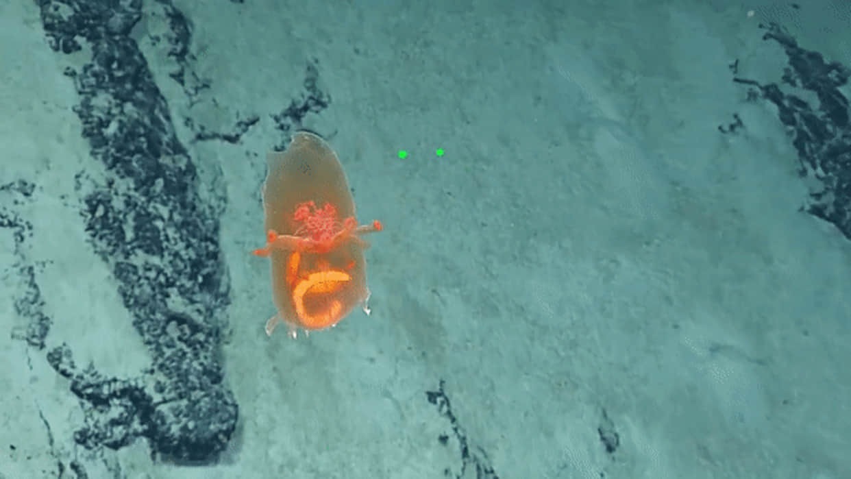 Mysterious Creature looking like alien bag found in pacific ocean sea