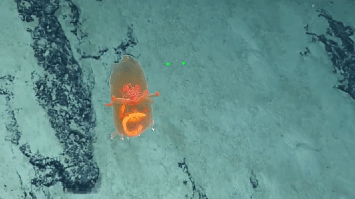 Mysterious Creature looking like alien bag found in pacific ocean sea