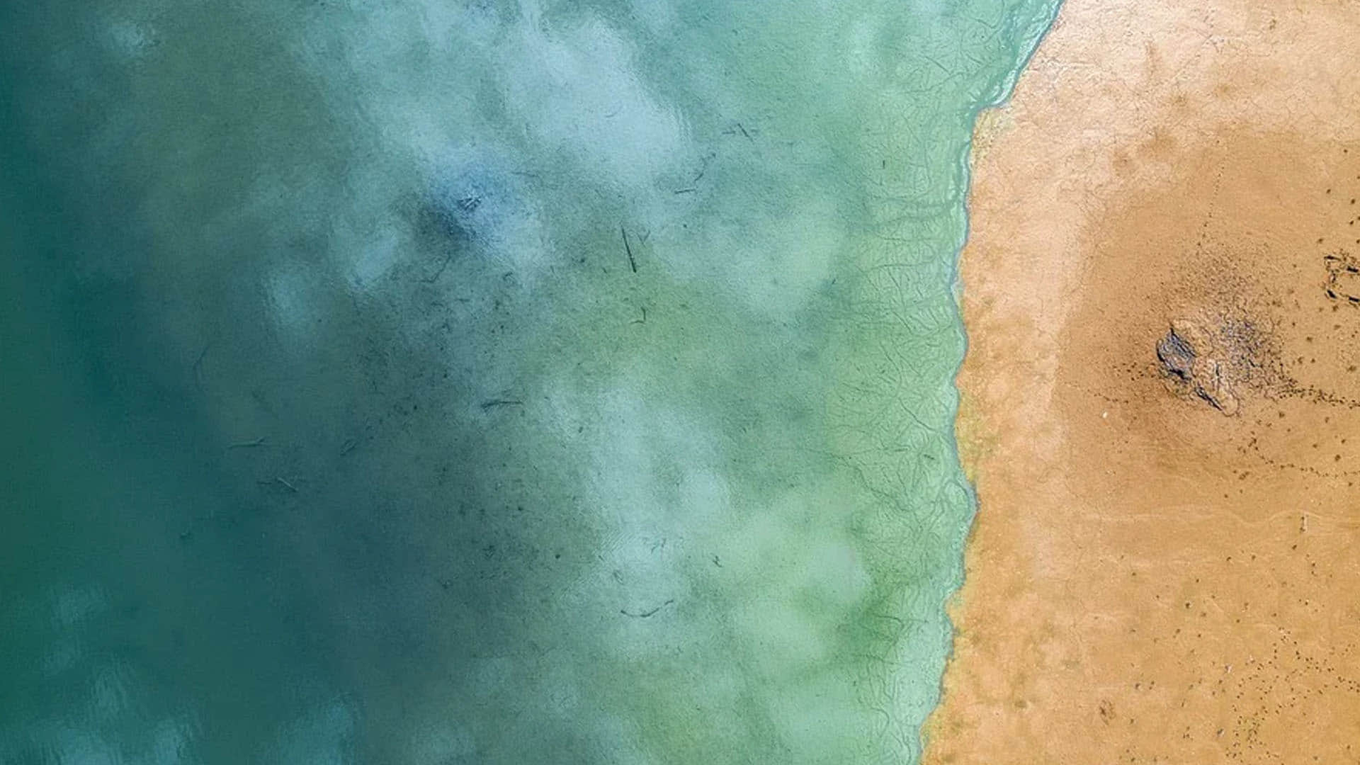 Mysterious Creature looking like alien bag found in pacific ocean sea