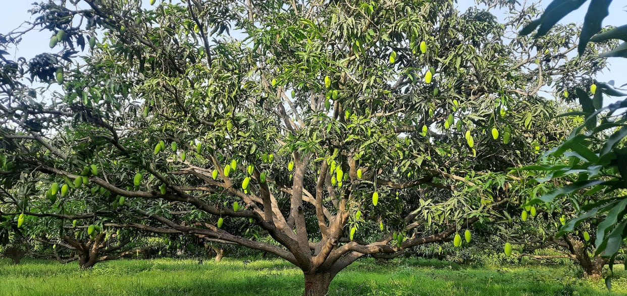 ... then the sweetness of mango will stay away from the common man
