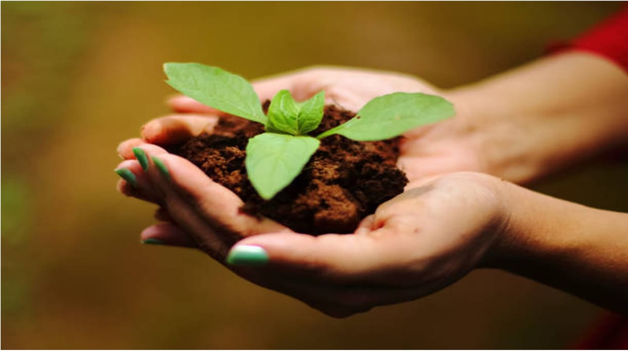 Shardiya Navratri 2022 Upay Bring These Plants To Home During Navratri For Maa Durga Blessings