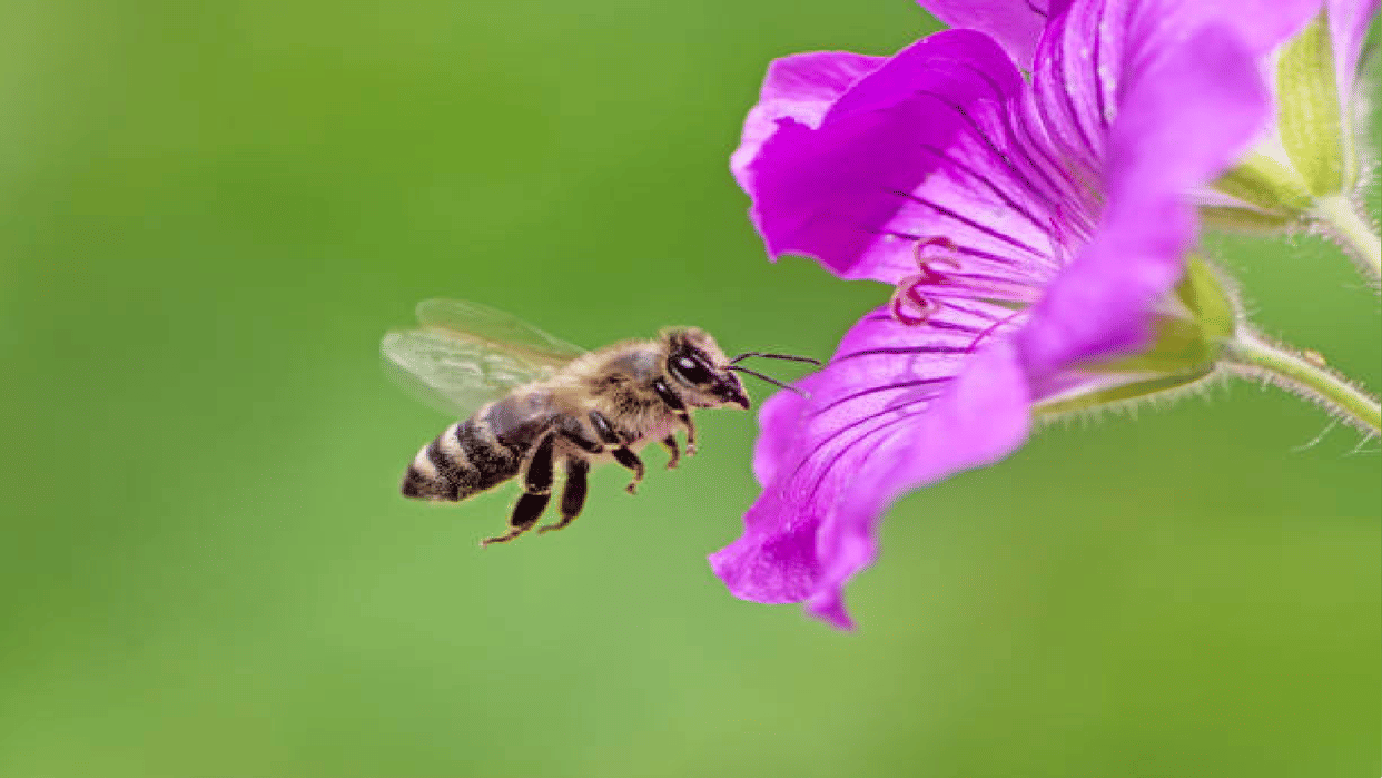 Why Do Bees Die When They Sting Know Reason Behind This In Hindi