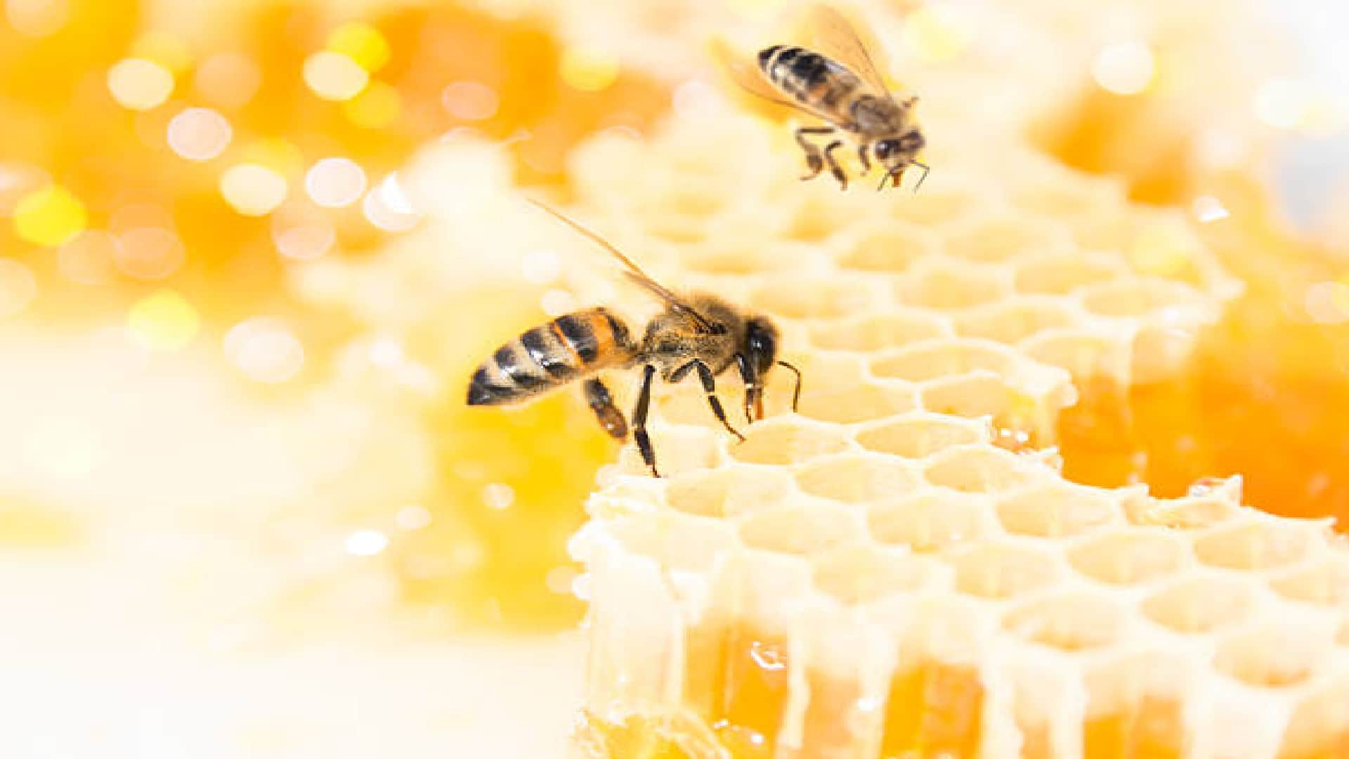 Why Do Bees Die When They Sting Know Reason Behind This In Hindi